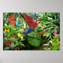 Tropical Rainforest Poster posters