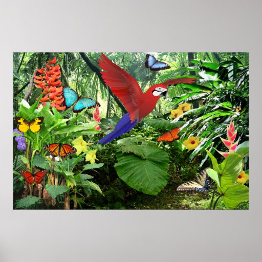 Tropical Rainforest Poster | Zazzle