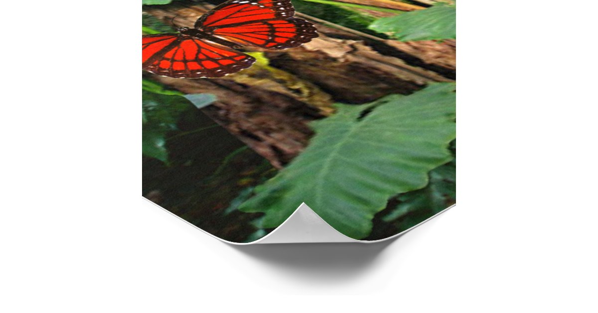 Tropical Rainforest Poster | Zazzle