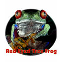 Tropical Red Eyed Tree Frog from Junglewalk.com t-shirts