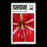 A beautiful close up photograph of a tropical red flower, made to match the photocards which have the same image. Tropical Red Flower Closeup | Stamp postage