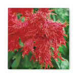 Tropical Red Flower Floral Blossom Closeup Magnet