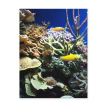 Tropical Reef 3 Post Cards