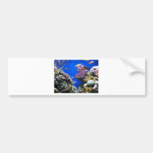 Tropical Reef Bumper Stickers