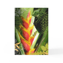 Tropical Salamander Greeting Card