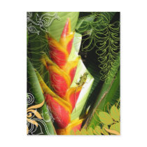 Tropical Salamander Postcard by SBCSTUDIO Tropical Salamander Postcard