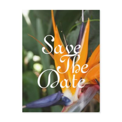 Tropical Save the Date Postcards