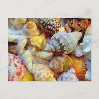 Tropical Seashells Photography Postcards