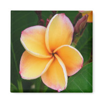 Tropical Senses magnets