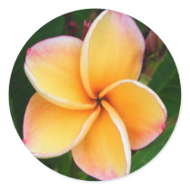 Tropical Senses stickers
