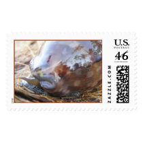 Tropical Shell postage by grapes83_2002 Tropical Shell postage