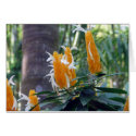 Tropical shrimp plant cards