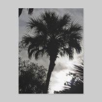 Tropical Silhouette postcards