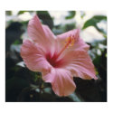 TROPICAL SPLENDOR - poster / print