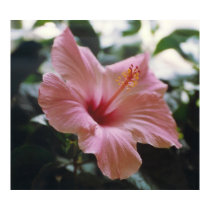 TROPICAL SPLENDOR - poster / print