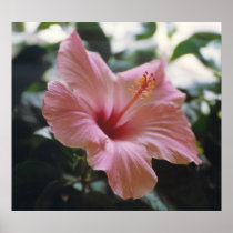 TROPICAL SPLENDOR - poster / print