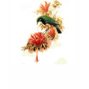 Tropical Splendor t-shirts