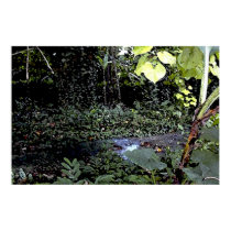 Tropical Streams posters