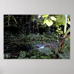 Tropical Streams posters