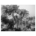 Tropical Tree Black and White in fog