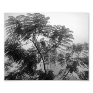 Tropical Tree Black and White in fog Photograph