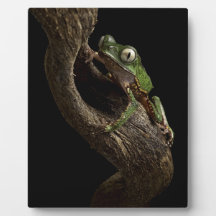 tropical tree frog display plaques