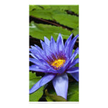 Tropical Waterlily Photo Card