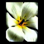 Tropical White Flower Canvas Print posters