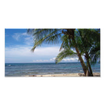 Tropicle breeze photograph