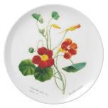 Tropoeolum majus(nasturtium) dinner plate