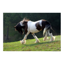 Trotting Gypsy Vanner posters by PaintingPony Trotting Gypsy Vanner posters
