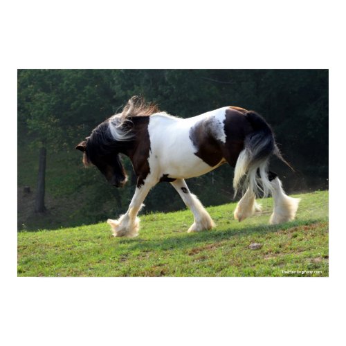 Trotting Gypsy Vanner print