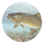trout, brook
