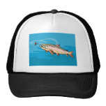 trout fish eying a bait lure hat