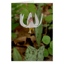 Trout Lily cards