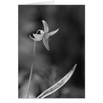 Trout Lily cards