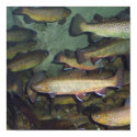 Trout poster posters by chrhen2007 Trout poster posters