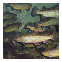 Trout poster posters by chrhen2007 Trout poster posters
