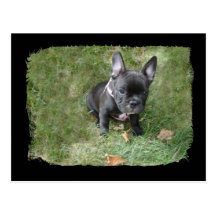 Trudy the French Bulldog Post Cards