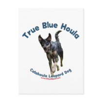 True Blue Houla Catahoula Dog Postcard