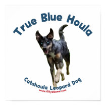 True Blue Houla Catahoula Dog Poster
