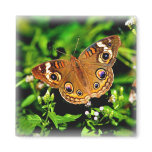 True Colors - Buckeye Butterfly Magnet