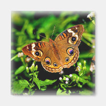 True Colors - Buckeye Butterfly Magnet