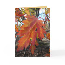 True Colors cards by MoiraAshleigh True Colors cards