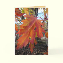 True Colors cards by MoiraAshleigh True Colors cards