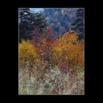 Truly Smokie Mountain Autumn postcards