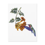0 - A Ruby Throated Hummingbird hovers before a Trumpeter Creeper drink its nectar.
Customize this hummingbird merchandise to make it one of a kind. Create a special gift for yourself or special friend or family member. Just click 