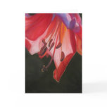 Trumpet Lily cards