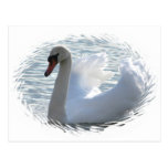 Trumpet Swan Postcard
