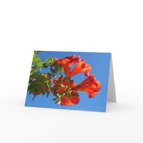 Trumpet vine & Honeysuckle Card card